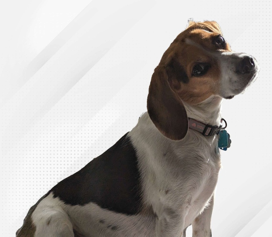A beagle with tilted head